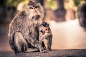 Ubud Bali - Monkeys