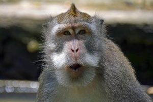 Bali - the Monkeys