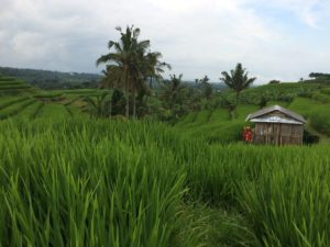 Unesco Rice Fields
