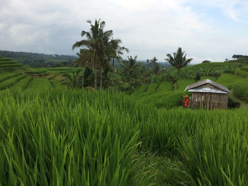 Unesco Rice Fields - Bali Visitors Guide