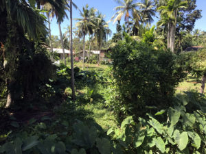 Sri Lanka Countryside