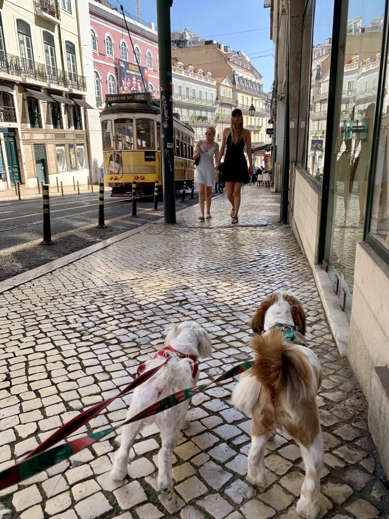 Image of two dogs, a Shih tzu and Maltese walking down the sidewalks of Chiado with architectural buildings and a trolley in the background.